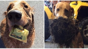 Illustration : "20 unbelievably cute pets that turned up with a present for their owner"