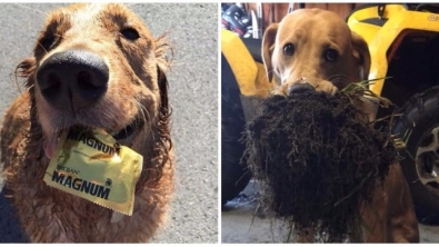 Illustration : 20 unbelievably cute pets that turned up with a present for their owner
