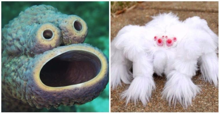 14 Weird And Wonderful Creatures That Actually Exist 14-weird-and-wonderful-creatures-that-actually-exist