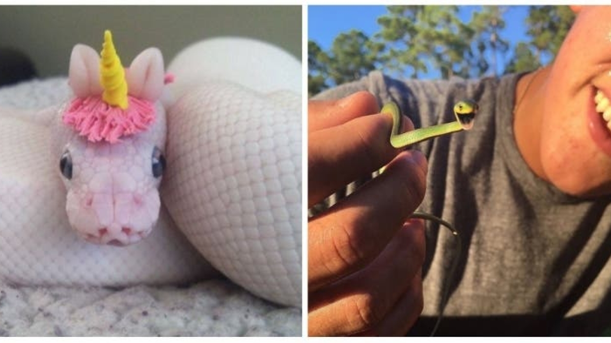20 photos that will surely help you get over your fear of snakes