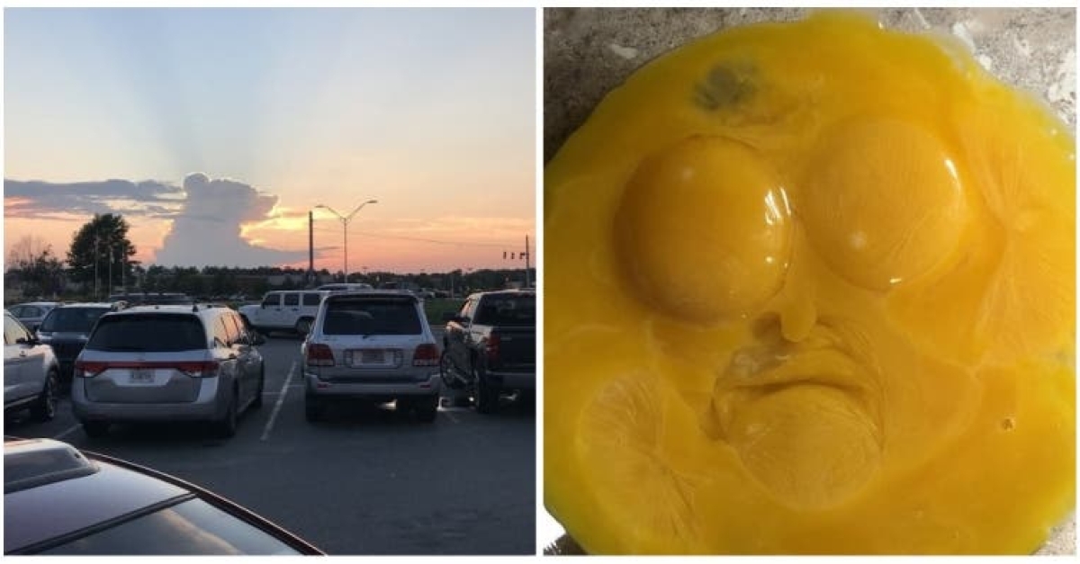 21 Photos That Look Like Something Else stella-i-love-cats-follow-rartcattos-please
