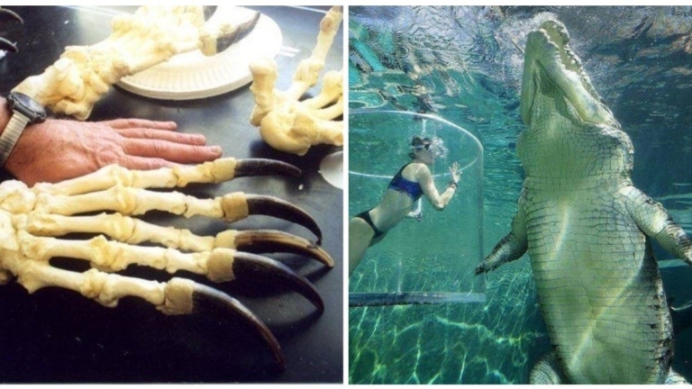 Emu Size Compared From Chick To Adult Jaw Dropping Growth - ugd28pj