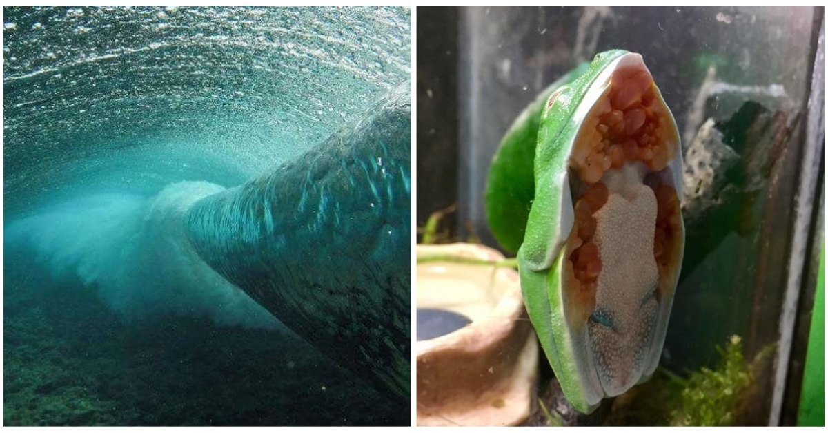 25 pictures of rare things not seen every day