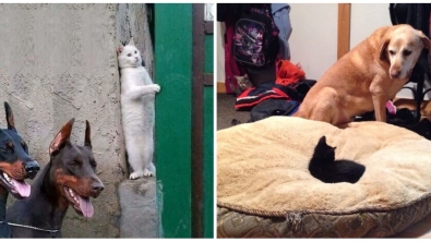 Illustration : 20 photos that prove cats are a law unto themselves