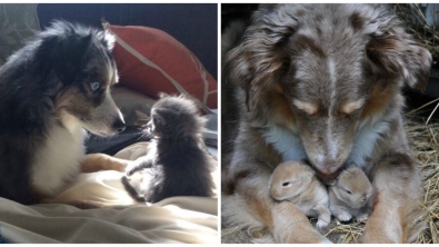 Illustration : 20 adorable photos of Australian Shepherd dogs