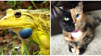 Illustration : "24 animals with amazing and unexpected colors"