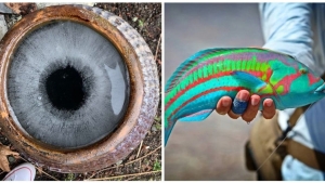 Illustration : "22 photos that show an astonishing side of nature"