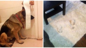 Illustration : "19 photos of dogs trying and failing to hide"
