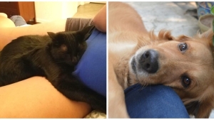 Illustration : "20 adorable photos that show how pets make such good companions"