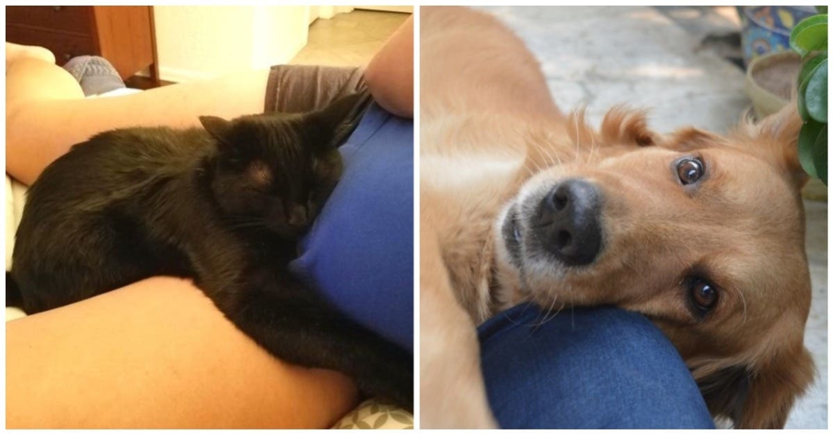 20 adorable photos that show how pets make such good companions