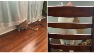 Illustration : "19 cute photos of pets trying and failing to play hide and seek"