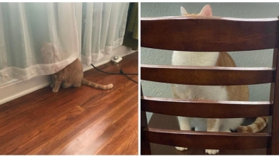 Illustration : 19 cute photos of pets trying and failing to play hide and seek