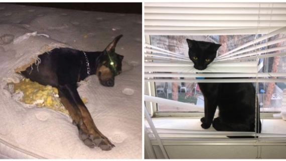 Illustration : 16 photos of cats and dogs that prove they rule the roost