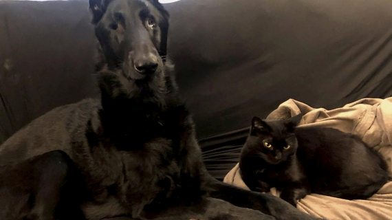 Illustration : A blind dog befriended a cat that now that guides him every day (video)
