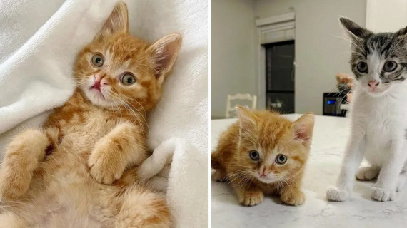 Illustration : Thanks to an animal shelter, a tiny sick kitten found his BFF