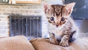 Illustration : "Meet Cricket, the minuscule stray kitten that had a stroke of luck (video)"