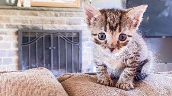 Illustration : Meet Cricket, the minuscule stray kitten that had a stroke of luck (video)