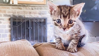 Illustration : "Meet Cricket, the minuscule stray kitten that had a stroke of luck (video)"