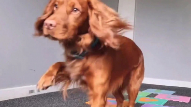 Illustration : "Check out an incredibly bright Cocker Spaniel that can master hopscotch as well as any of us! (video)"