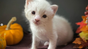 Illustration : "As the only survivor of a litter after a wild animal attack, a tiny Siamese kitten pulls through and becomes an awesome cat"