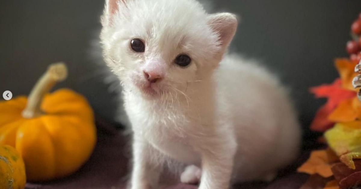 As the only survivor of a litter after a wild animal attack, a tiny