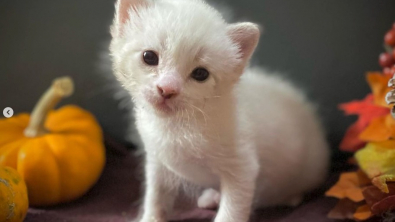 Illustration : "As the only survivor of a litter after a wild animal attack, a tiny Siamese kitten pulls through and becomes an awesome cat"