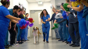 Illustration : "This shelter held a party for a dog to celebrate a year of being cancer-free!"