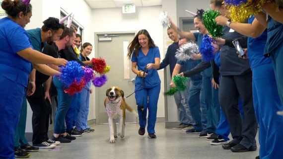 Illustration : This shelter held a party for a dog to celebrate a year of being cancer-free!