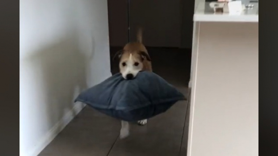 Illustration : An anxious dog turned into a kleptomaniac and began to steal its owner's pillow every day (video)