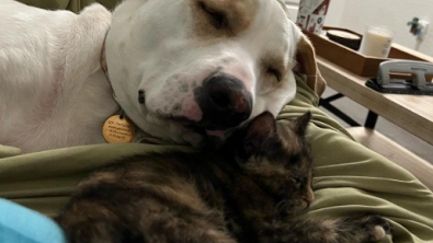 Illustration : "The only survivor of a litter, a little kitten finds comfort with a loving female dog (video)"