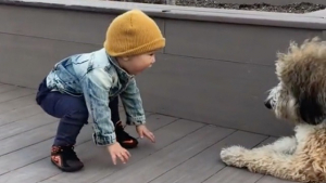 Illustration : "The moving first encounter between a little boy and a dog (video)"