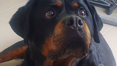 Illustration : An elderly Rottweiler used for dog training classes was about to have her life transformed