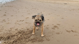 Illustration : "This Border Terrier had life-saving surgery, even if it means he will never look the same"