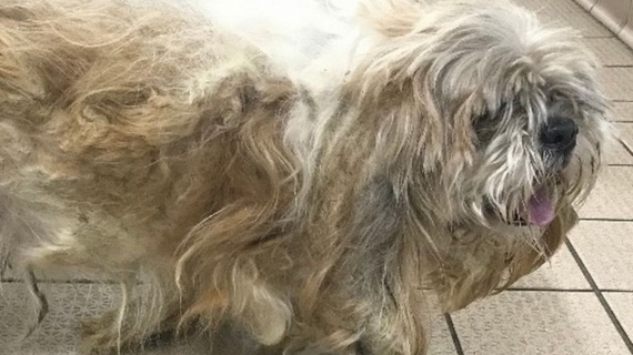 Illustration : The spectacular transformation of a dog whose fur was so long and matted that he could no longer see