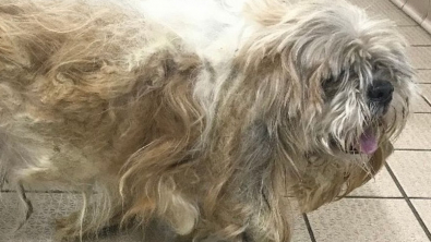 Illustration : The spectacular transformation of a dog whose fur was so long and matted that he could no longer see