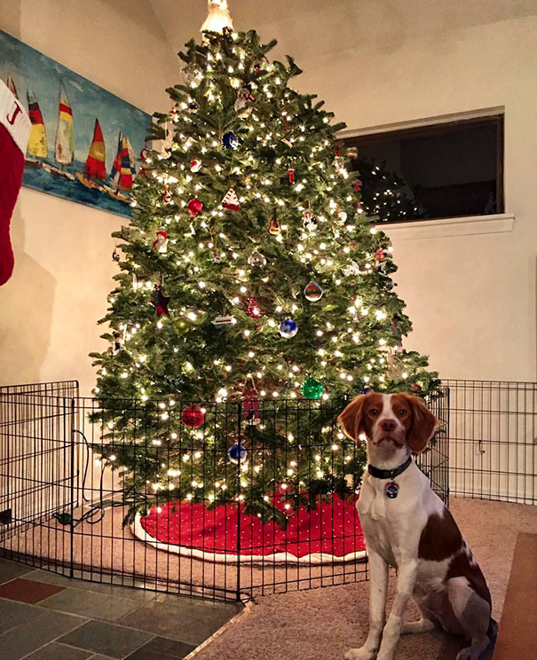 Illustration de l'article : 20 genius ways to stop your pet from destroying your Christmas tree!