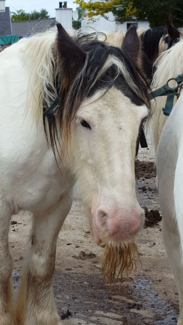 Illustration de l'article : 20 unusual photos of horses with moustaches