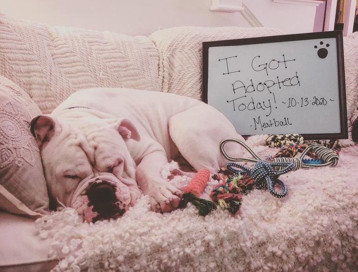 Illustration de l'article : 17 abandoned cats and dogs that found a loving forever home