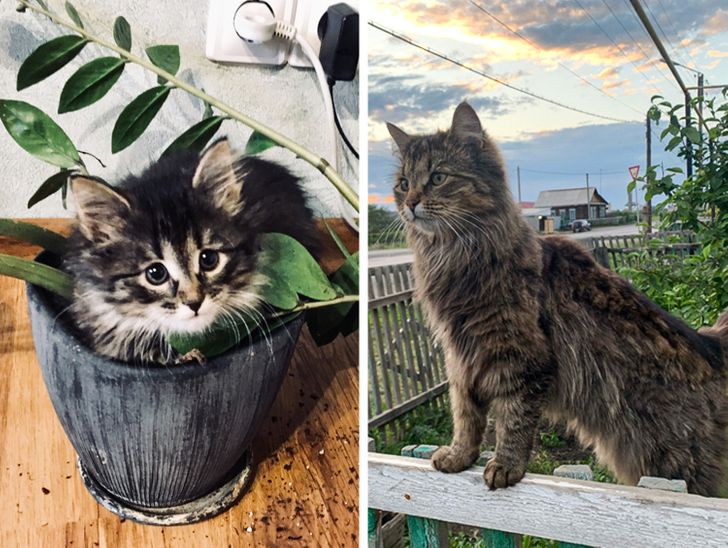 Illustration de l'article : 20 photos of dogs and cats that grew to be bigger than their owners expected