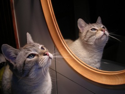 Illustration de l'article : 18 problems that anyone who has a cat experiences everyday