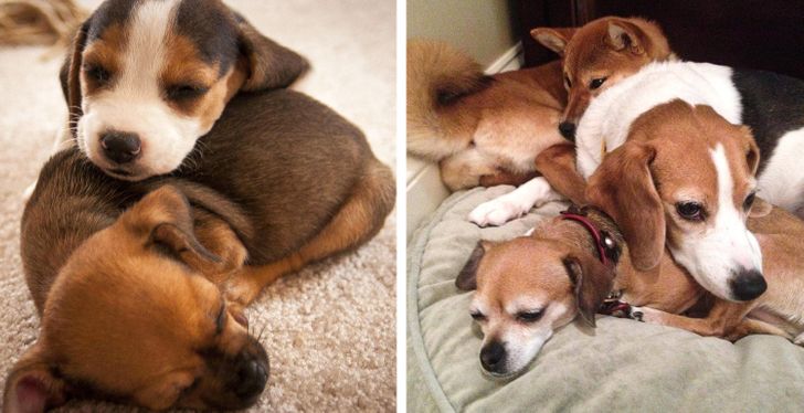 Illustration de l'article : 20 photos of dogs and cats that grew to be bigger than their owners expected