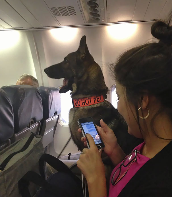 Illustration de l'article : 20 super-cute photos of animals traveling on planes