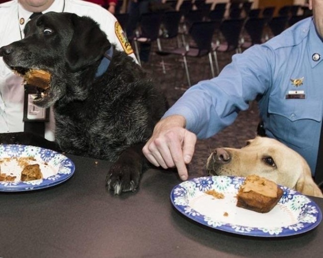 Illustration de l'article : 32 awesome perfectly-timed photos