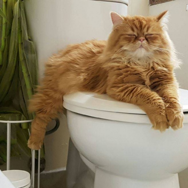 Illustration de l'article : 15 images that show how life with a cat can sometimes be complicated