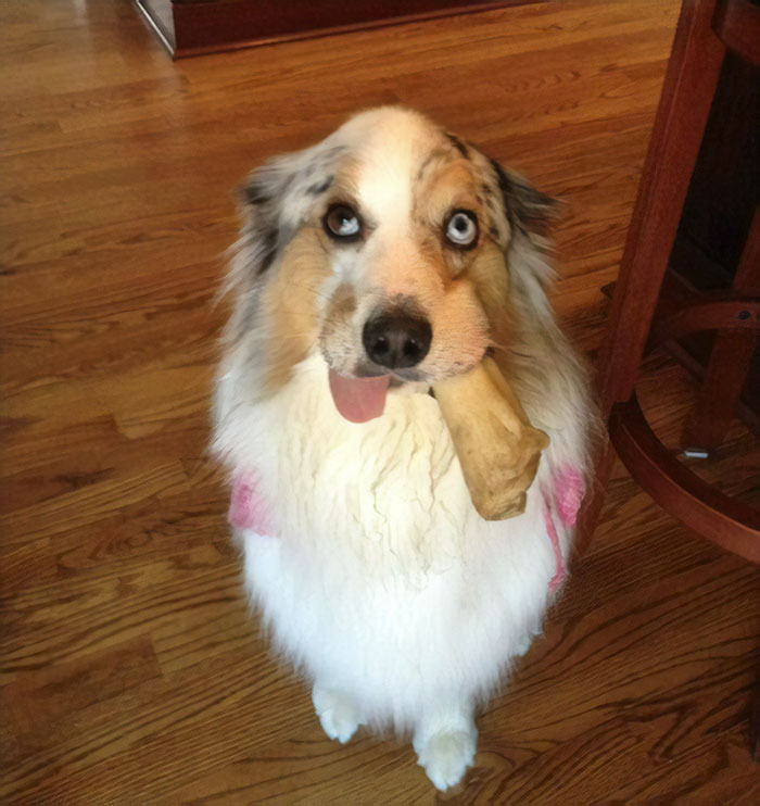 Illustration de l'article : 20 adorable photos of Australian Shepherd dogs