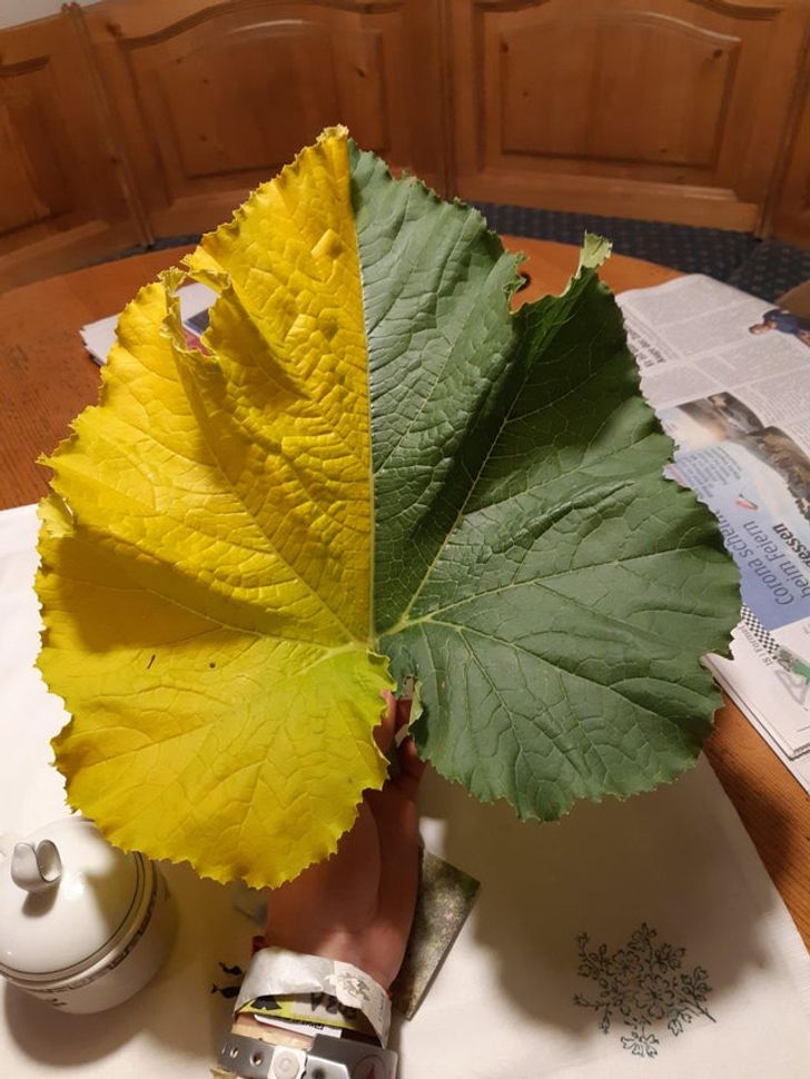 Illustration de l'article : 19 photos that illustrate the beauty of nature