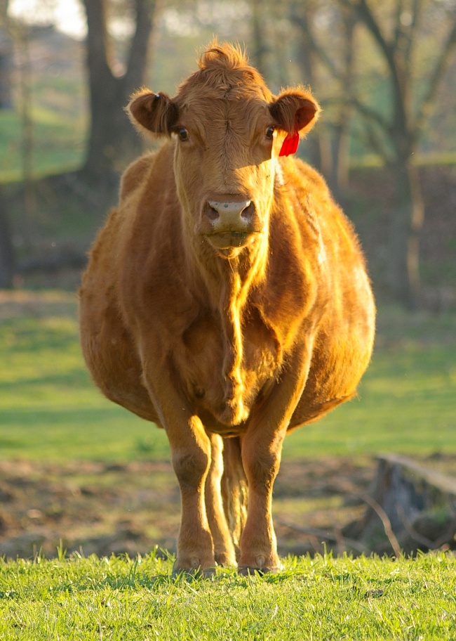 Illustration de l'article : 15 absolutely beautiful animal mothers