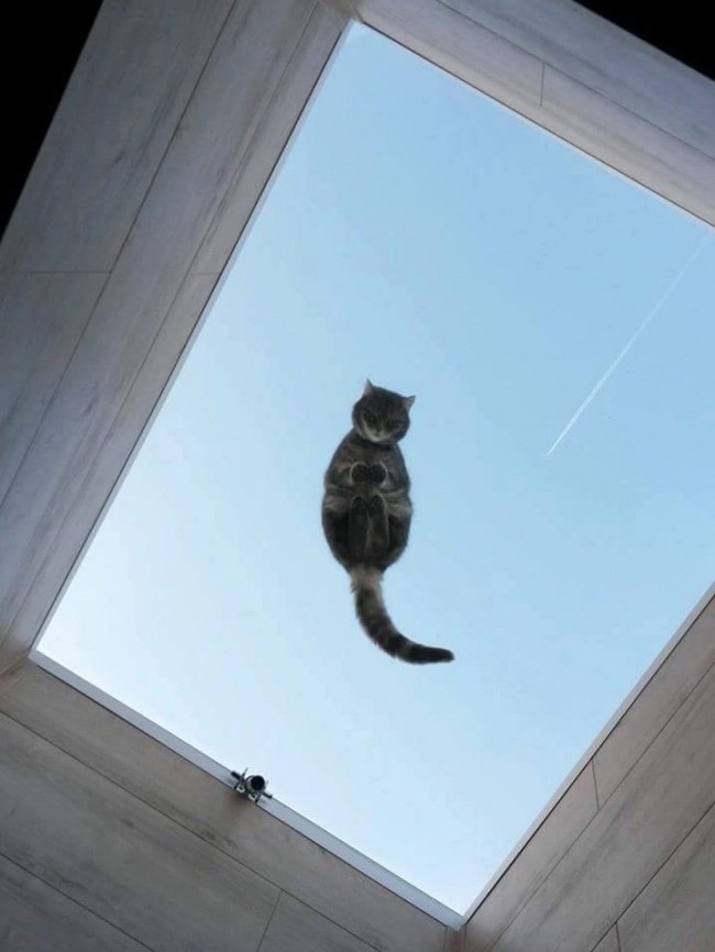 Illustration de l'article : 15 images that show how life with a cat can sometimes be complicated