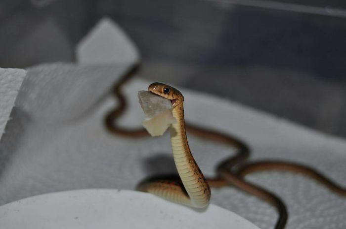 Illustration de l'article : 20 photos that will surely help you get over your fear of snakes