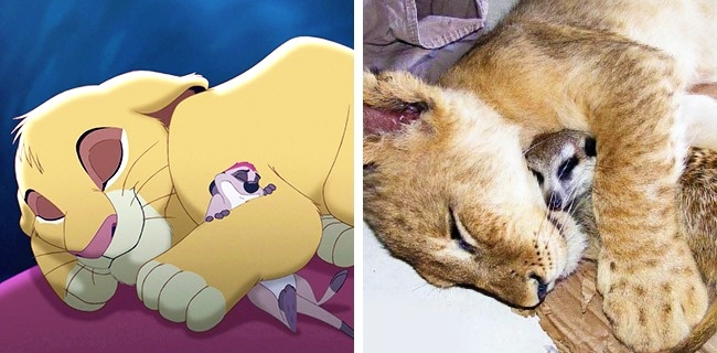 Illustration de l'article : 14 animals that are the exact copies of our favorite cartoon characters